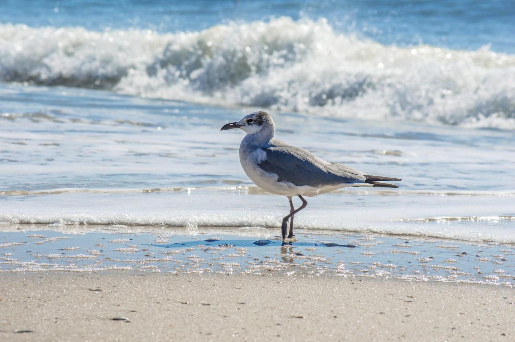 Beautiful 3 Bedroom BEACHFRONT Condo  Gulf Shores Exterior foto